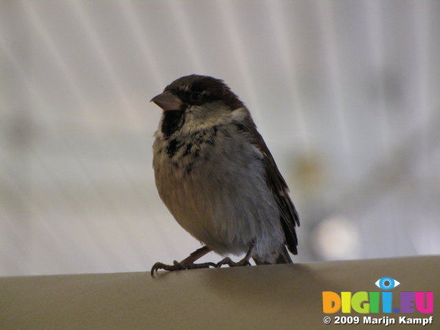 SX02912 Little birdie in Schiphol airport - House Sparrow (Passer Domesticus)